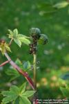 Photo: Ricinus communis 8.