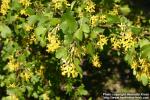 Photo: Ribes aureum 5.