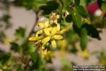 Photo: Ribes aureum 6.