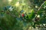 Photo: Ribes alpinum 06.