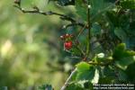 Photo: Ribes alpinum 07.