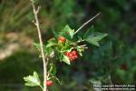 Photo: Ribes alpinum 09.