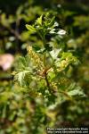 Photo: Ribes alpinum 10.