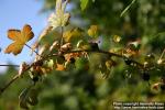 Photo: Ribes oxyacanthoides 0.