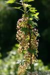 Photo: Ribes lacustre 3.