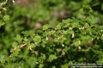 Photo: Ribes oxyacanthoides 1.