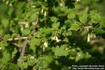 Photo: Ribes oxyacanthoides 2.