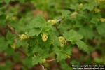 Photo: Ribes alpinum 12.