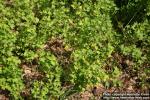 Photo: Ribes aureum 07.