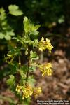 Photo: Ribes aureum 10.