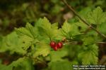 Photo: Ribes alpinum 14.