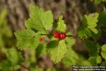 Photo: Ribes alpinum 17.