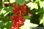 Photo: Ribes rubrum 10.