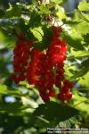 Photo: Ribes rubrum 12.