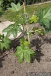 Photo: Ricinus communis 12.