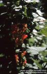 Photo: Ribes rubrum 1.