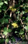 Photo: Ribes aureum 1.