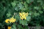 Photo: Ribes aureum 4.