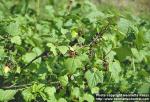 Photo: Ribes nigrum 1.