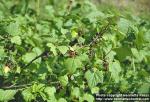 Photo: Ribes nigrum 1.