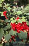 Photo: Ribes rubrum 7.