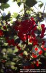 Photo: Ribes rubrum 8.