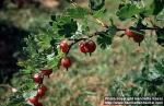 Photo: Ribes uva crispa 2.