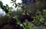 Photo: Ribes uva crispa 4.