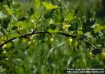 Photo: Ribes uva crispa.