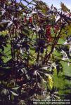 Photo: Ricinus communis 1.