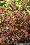 Photo: Rodgersia podophylla 1.