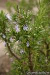 Photo: Rosmarinus officinalis 5.