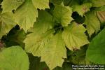 Photo: Rodgersia podophylla 2.