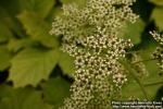 Photo: Rodgersia podophylla 4.