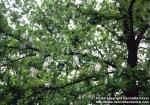 Photo: Robinia pseudoacacia 1.