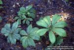 Photo: Rodgersia aesculifolia.