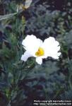 Photo: Romneya coulteri.