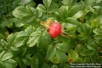 Photo: Rosa rugosa 22.