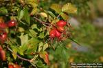 Photo: Rosa canina 2.