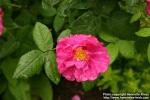 Photo: Rosa gallica 1.