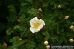 Photo: Rosa pimpinellifolia 25.