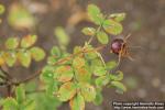 Photo: Rosa pimpinellifolia 36.