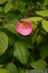 Photo: Rosa acicularis 7.