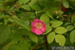 Photo: Rosa acicularis 8.