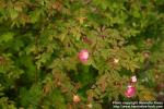 Photo: Rosa gymnocarpa 0.