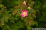 Photo: Rosa gymnocarpa 1.