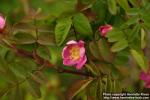 Photo: Rosa gymnocarpa 3.