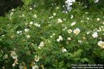 Photo: Rosa pimpinellifolia 28.