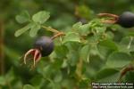 Photo: Rosa pimpinellifolia 31.