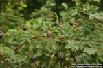 Photo: Rosa pimpinellifolia 33.